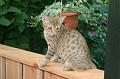 R IMG_2333
